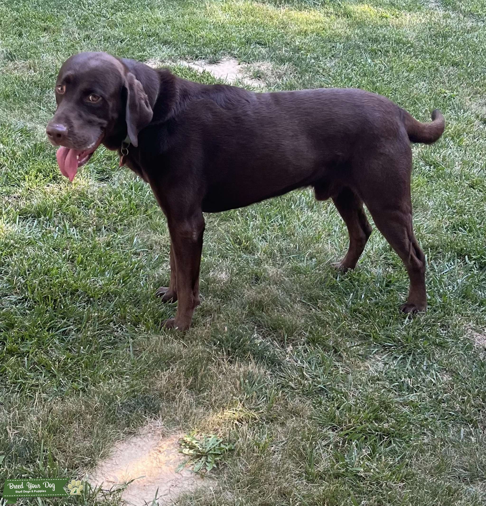 Chocolate Lab Stud Stud Dog in Illinois, United States Breed Your Dog