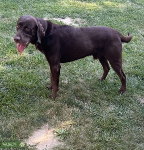 Chocolate Lab Stud Listing Image