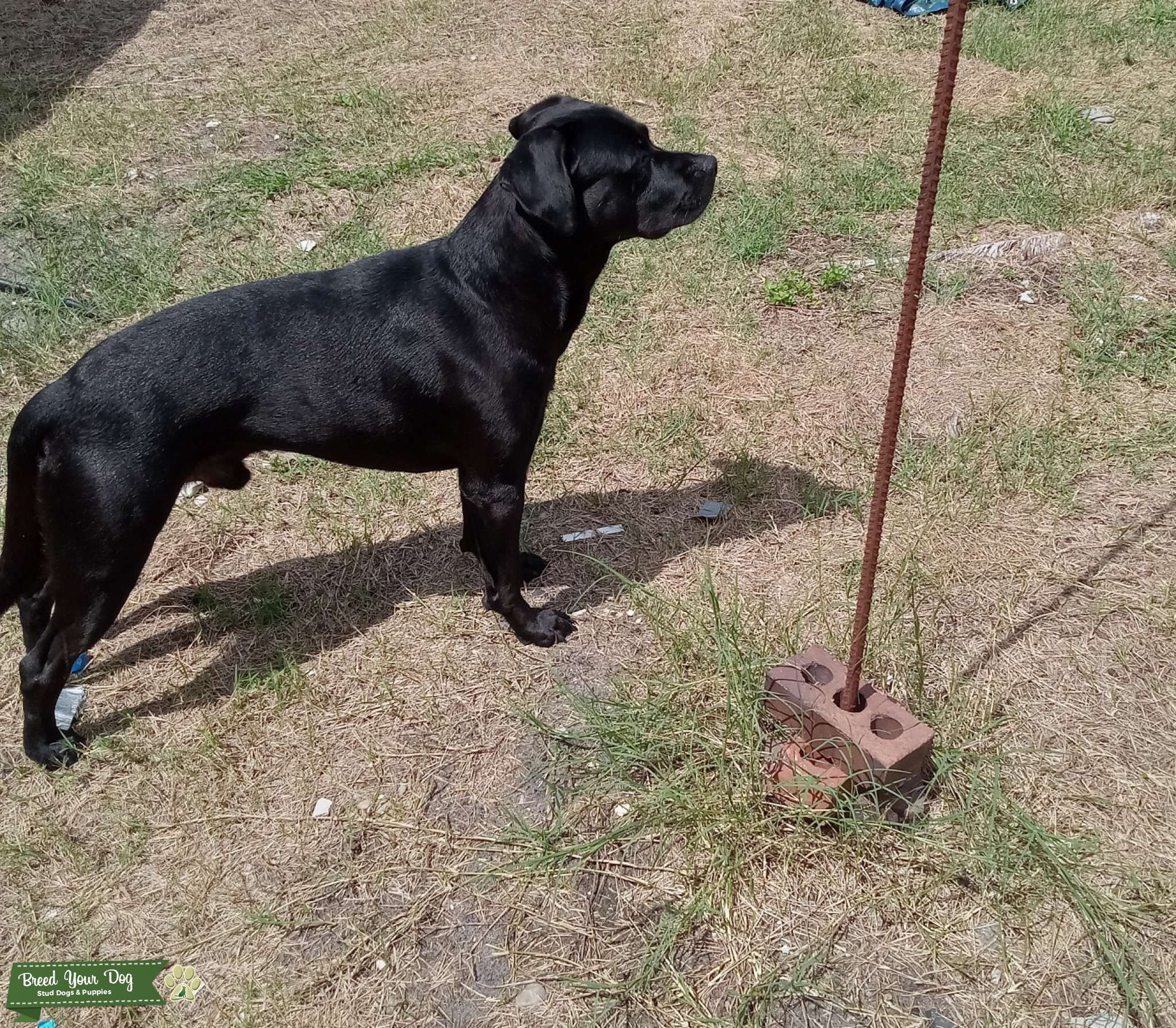 Samson Stud 4 Hire Stud Dog Central Florida (Tampa) Breed Your Dog