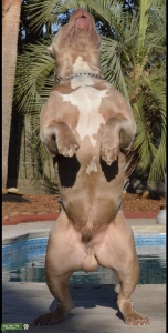 Dual Registered APBT and American Bully Listing Image