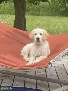 Gentle blonde stud looking for a lady friend Listing Image