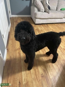 Goldendoodle Stud Listing Image