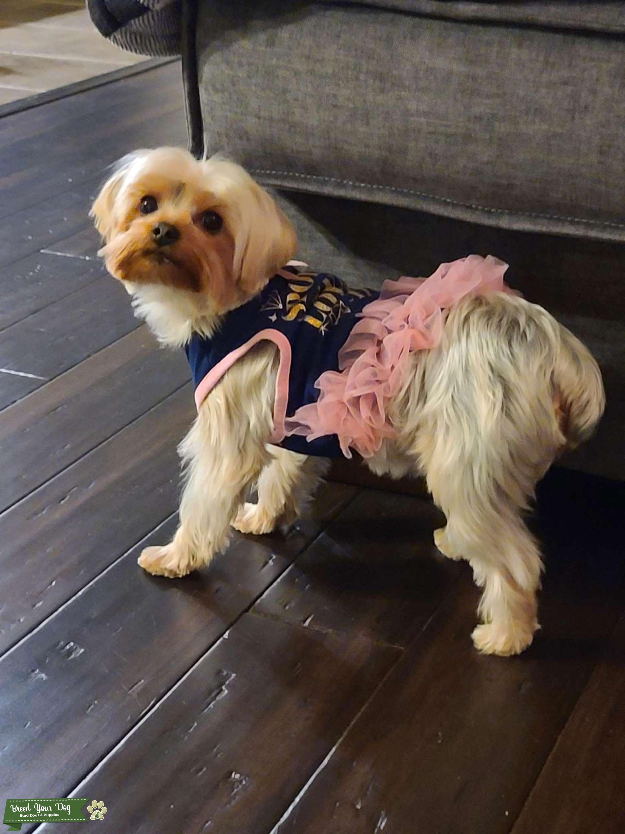 Looking to for a Stud! Stud Dog in Northeast, United States Breed