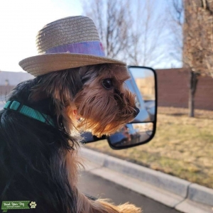 Yorkshire Terrier Listing Image