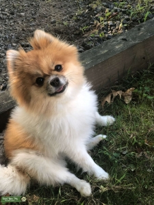 Looking for Stud for my Pomeranian Listing Image