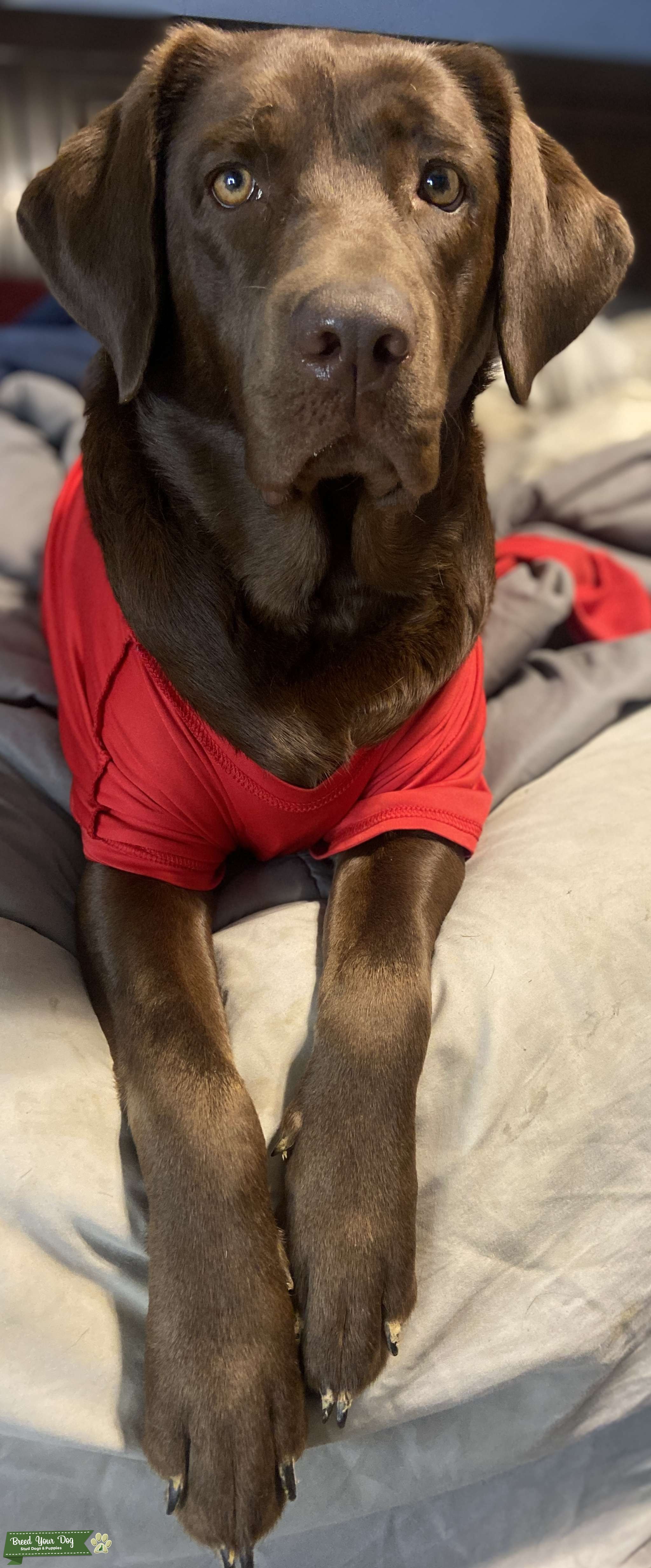 Chocolate Labrador Retriever Stud Dog in Mount Washington, KY, United