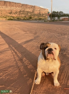 English Bulldog  Listing Image