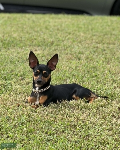 Stud looking for love ❤️  Listing Image