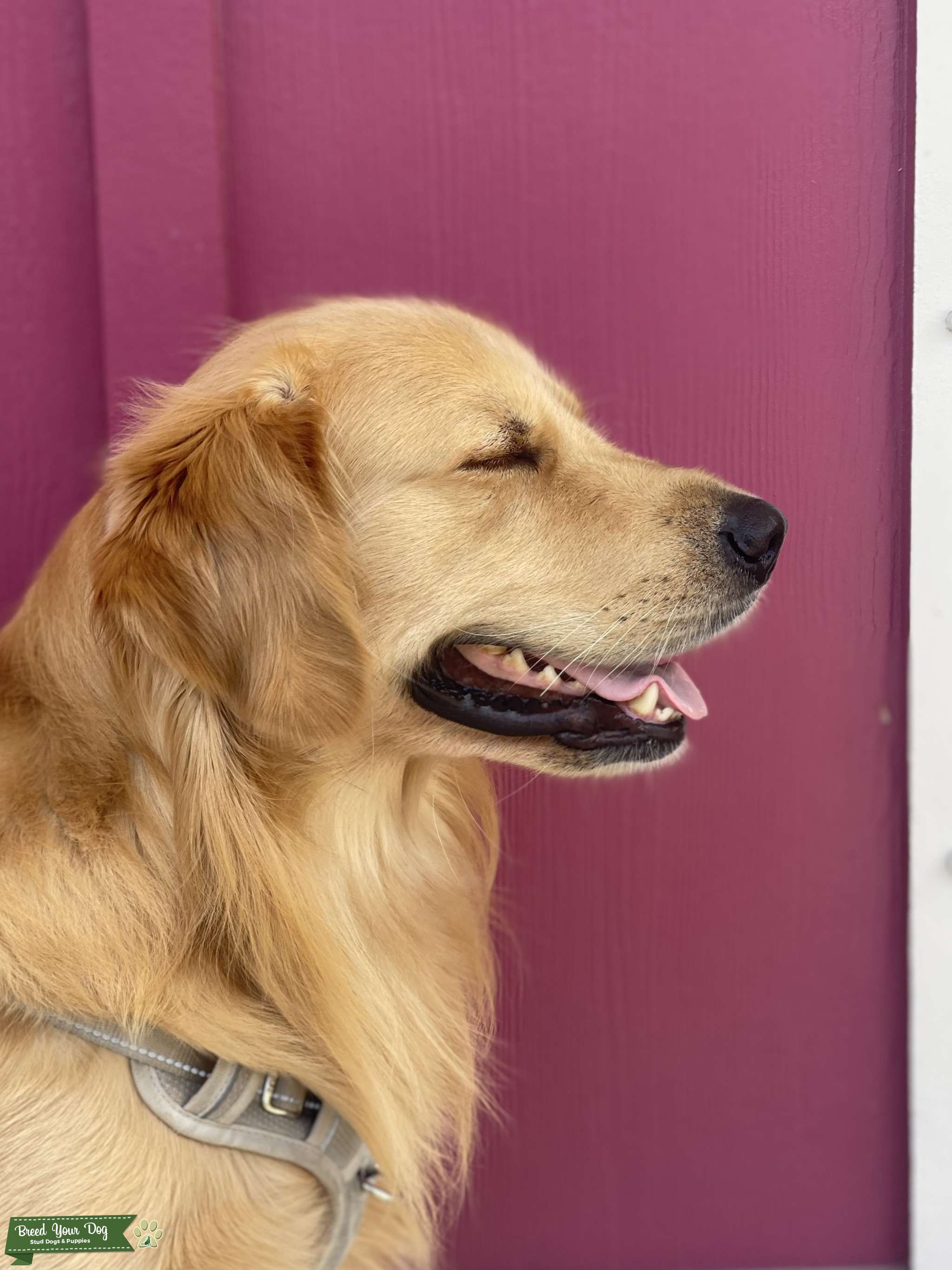 stud ready to breed Stud Dog in NW FL , United States