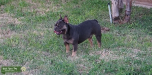 Fluffy Isabella Carrier Frenchie Listing Image
