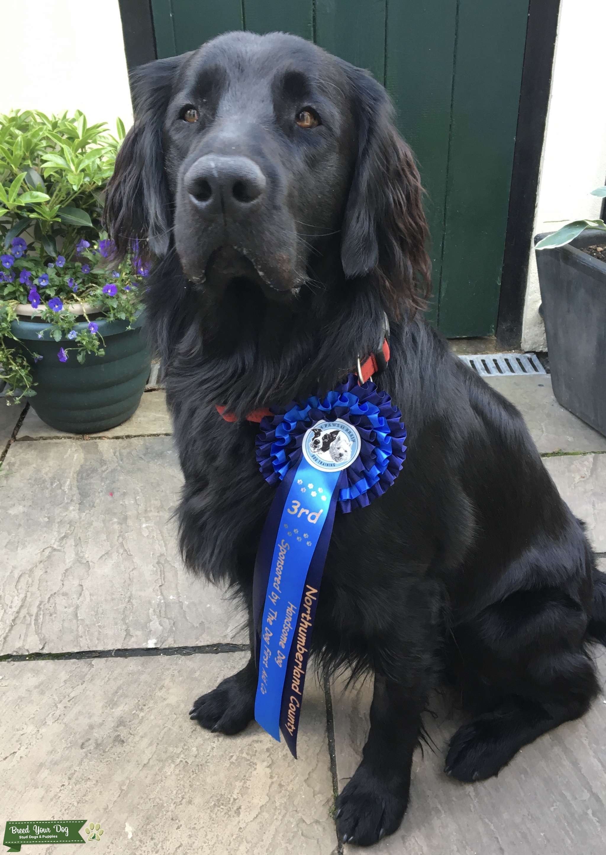 Flat Coat Retriever KC reg and all health checks passed Stud Dog in