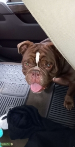 Brown English Bulldog Listing Image