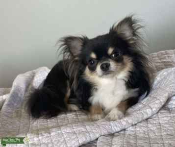 Craigslist Goldmine Finding Your Dream Apple Head Chihuahua For Sale Now - 6001inx