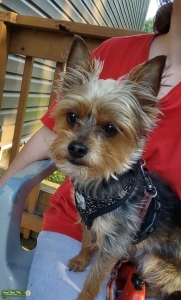 7lb Chorkie Stud  Listing Image