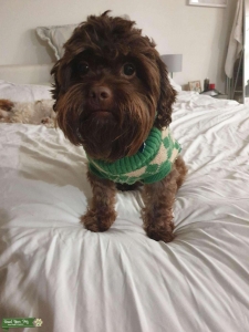 Shihtzu X poodle male stud Listing Image