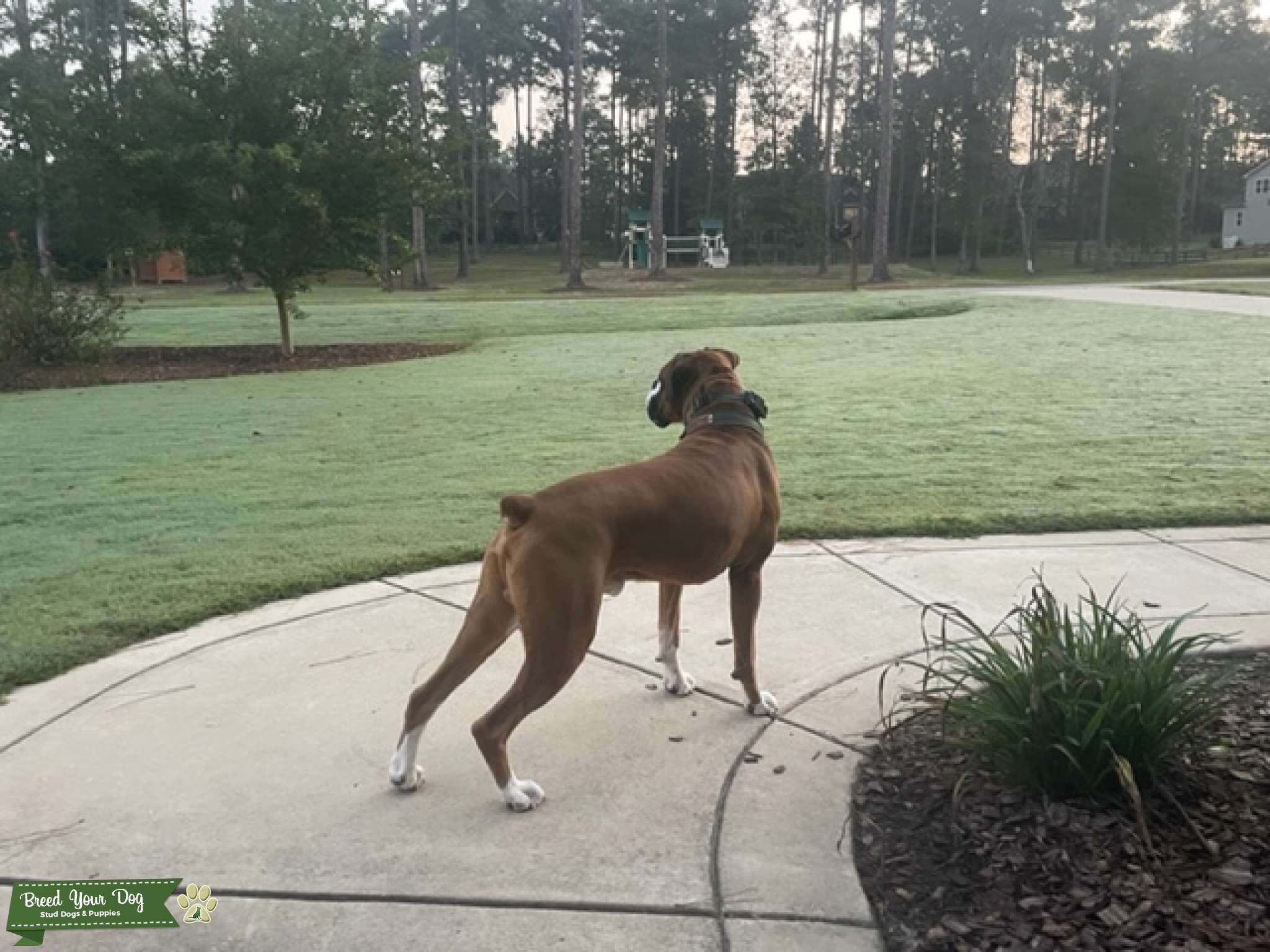 AKC Fawn Male Boxer Stud Dog in North Carolina, the United States