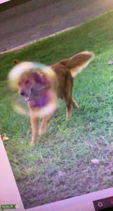 Golden retriever looking for her stud  Listing Image