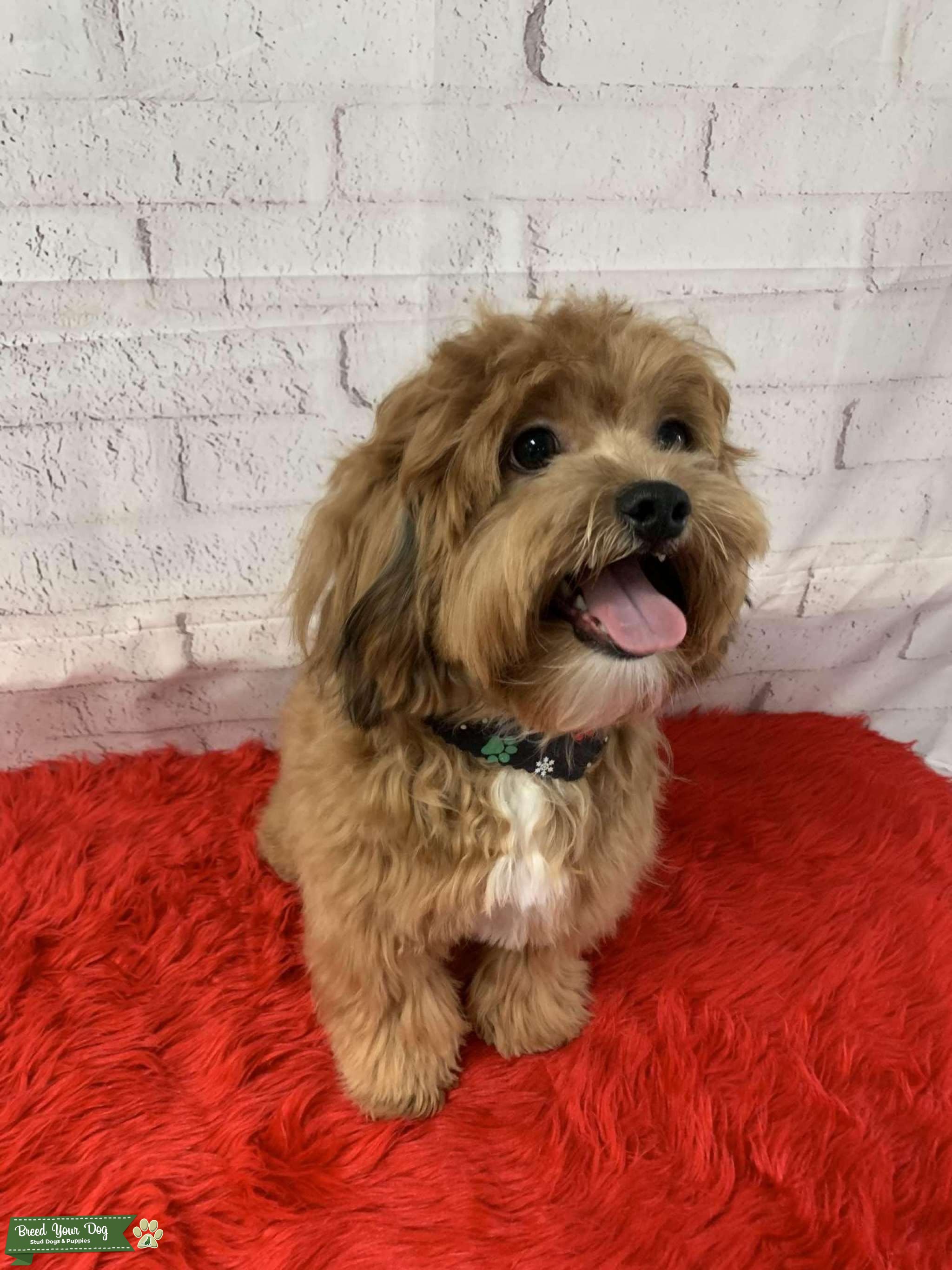 Looking for a girlfriend Stud Dog New Jersey Breed Your Dog