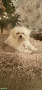 Looking to stud my petite pure bred Maltese with female Maltese Listing Image