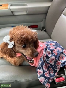 Red miniature poodle Listing Image