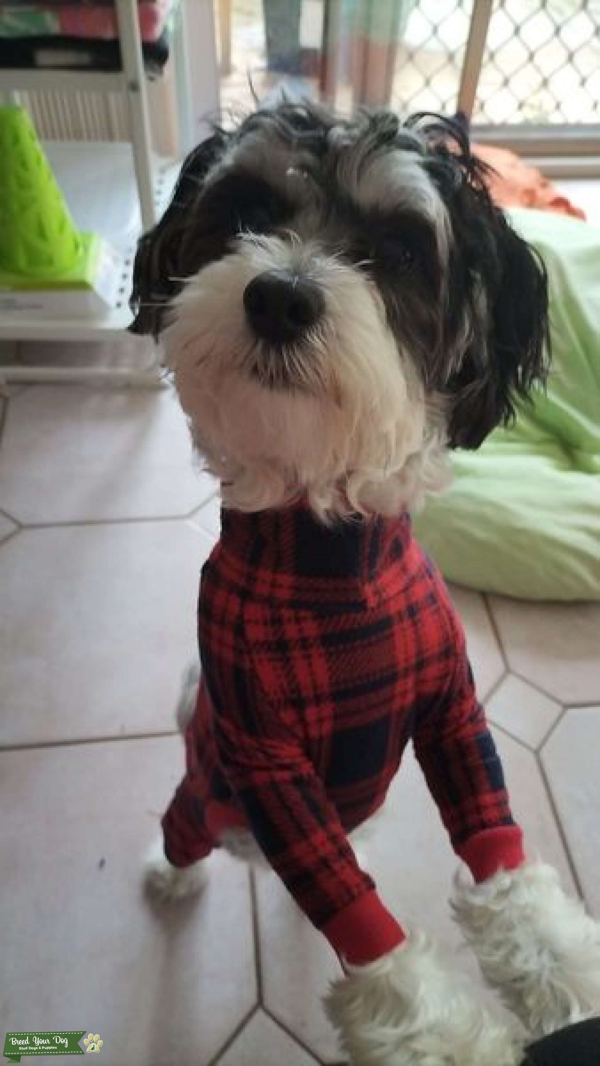 Shih Tzu X Maltese Stud Dog in Ipswich, Queensland, the United States Breed Your Dog