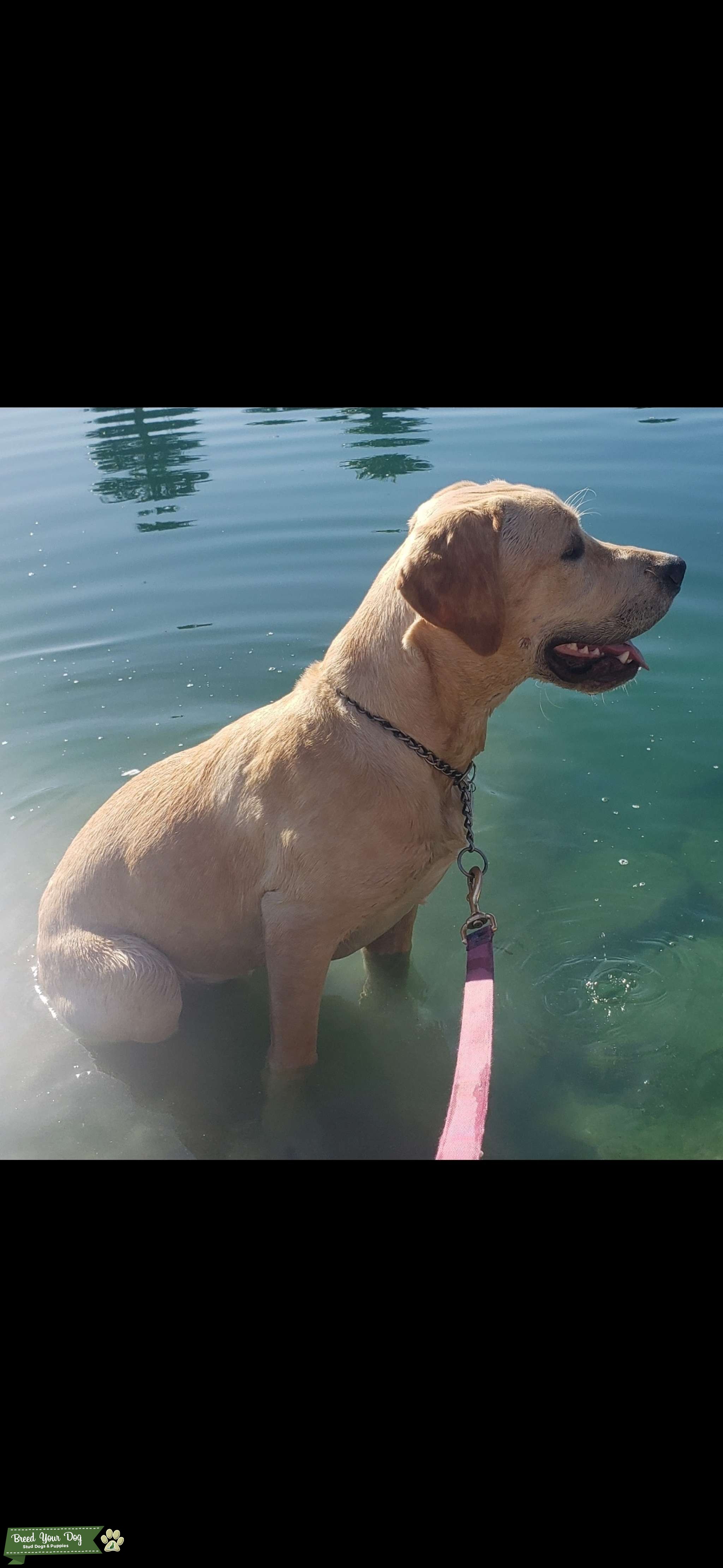 Pure Bred Yellow Labrador Stud Dog in AZ, the United States Breed Your Dog