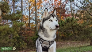 Male Siberian Husky Looking for Female Mating Partner Listing Image