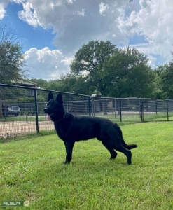 German Shepherd Stud Service  Listing Image