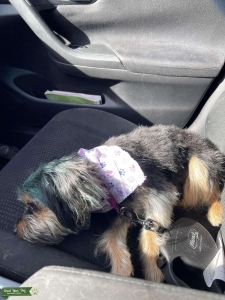 Female Yorkie Ready for Breeding Listing Image
