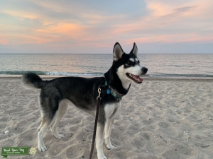 German Shepard/Husky mix Listing Image