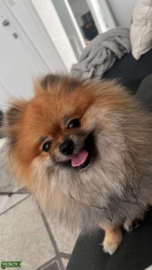BEAUTIFUL POMERANIAN, Looking for a girlfriend Listing Image