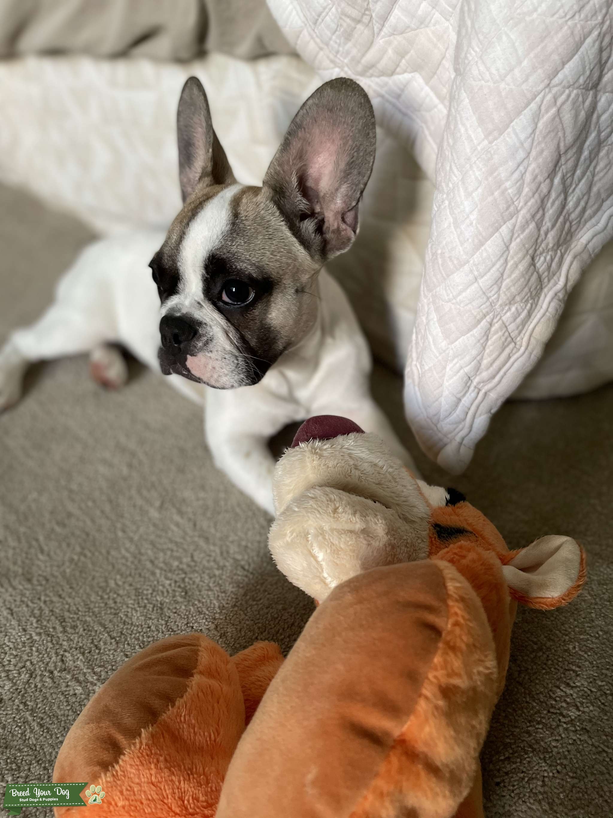 Pied French Bulldog Stud Dog Illinois Breed Your Dog