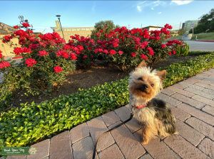 Black and Tan Yorkie Stud Listing Image