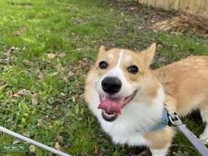 Light Yellow PEMBROKE WELSH CORGI Listing Image