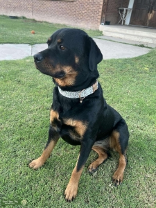 Female Rottweiler  Listing Image