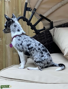 Beautiful Merle  Listing Image