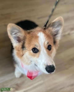 Full Fluffy Pembroke Welsh Corgi Listing Image