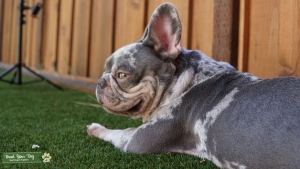 Intro Slots Avail | Tri-Color Blue Merle | AKC | Tan Points | Isabella Maker | Lilac | Carries Black | No Pied | No Brindle | Isabella Maker | EmEataddmmcoco | Listing Image