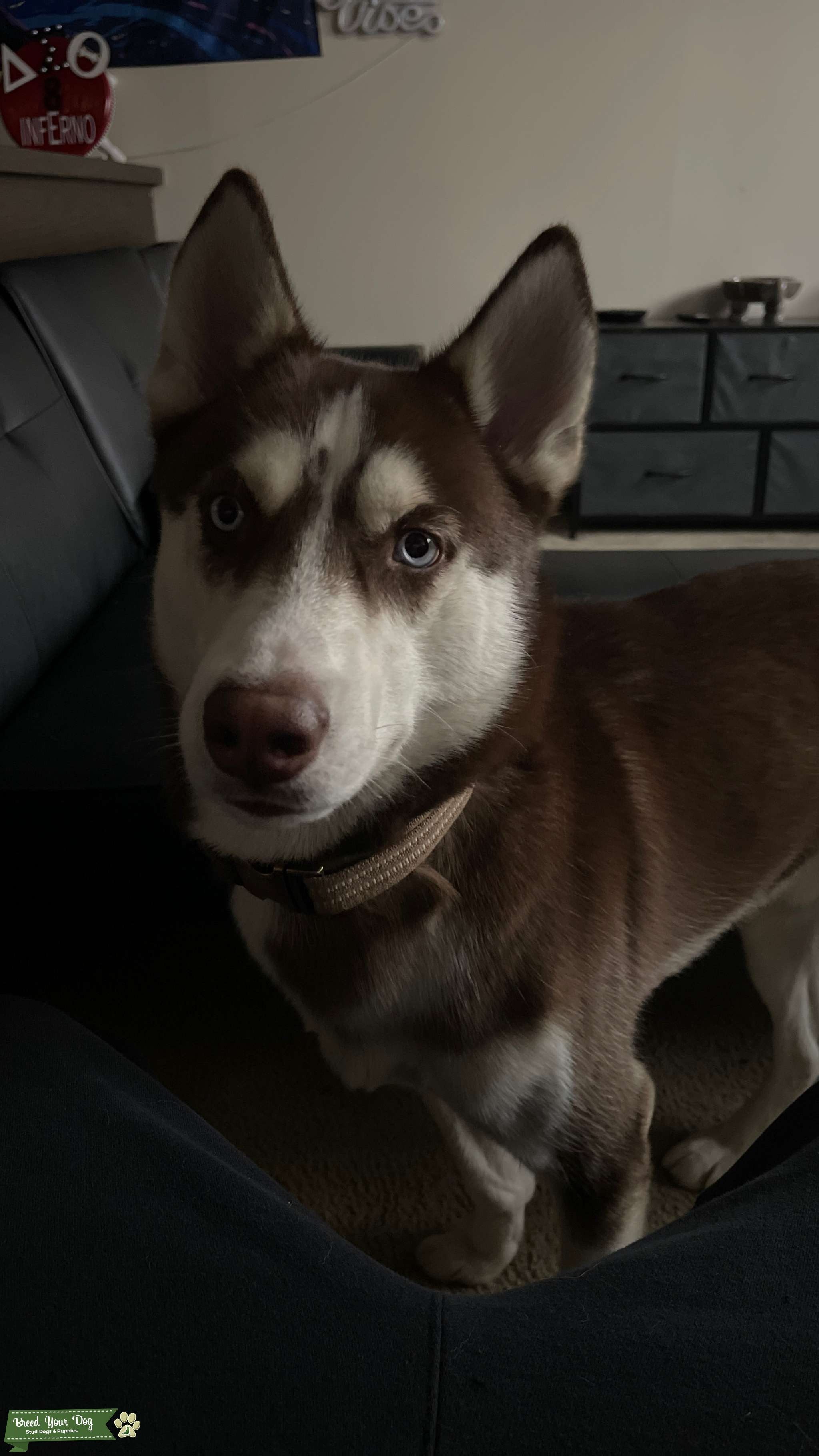 Male Siberian Husky Stud Dog in Ohio, United States Breed Your Dog