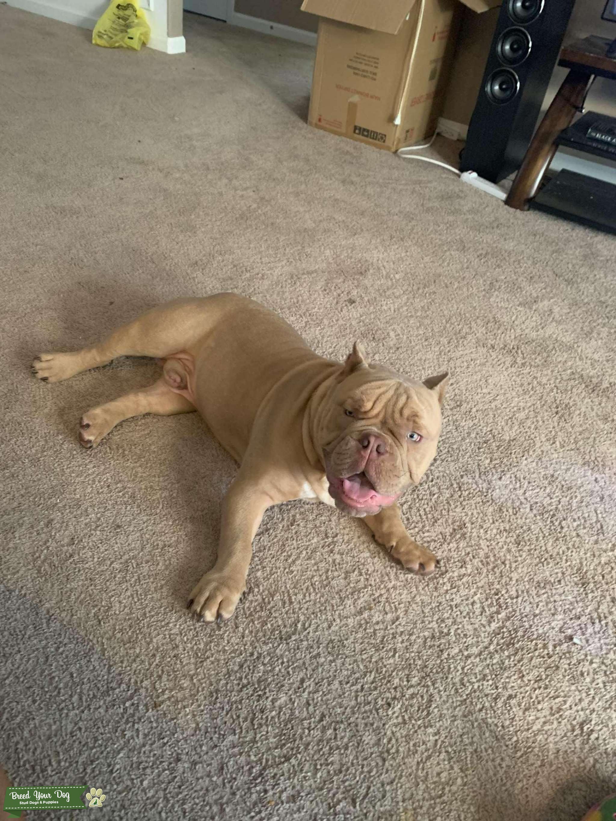 Bully Stud Stud Dog Savannah Breed Your Dog