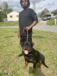Stud For Sale Purebred German Rottweiler AKC Listing Image