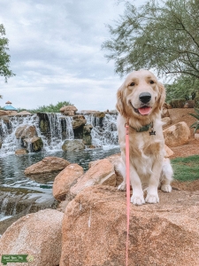 English Cream Golden Retriever STUD AKC Listing Image