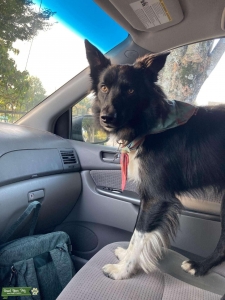 Registered, healthy border collie Listing Image