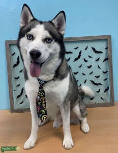 Husky Listing Image