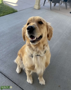 Female Golden Retriever - Purebred Listing Image