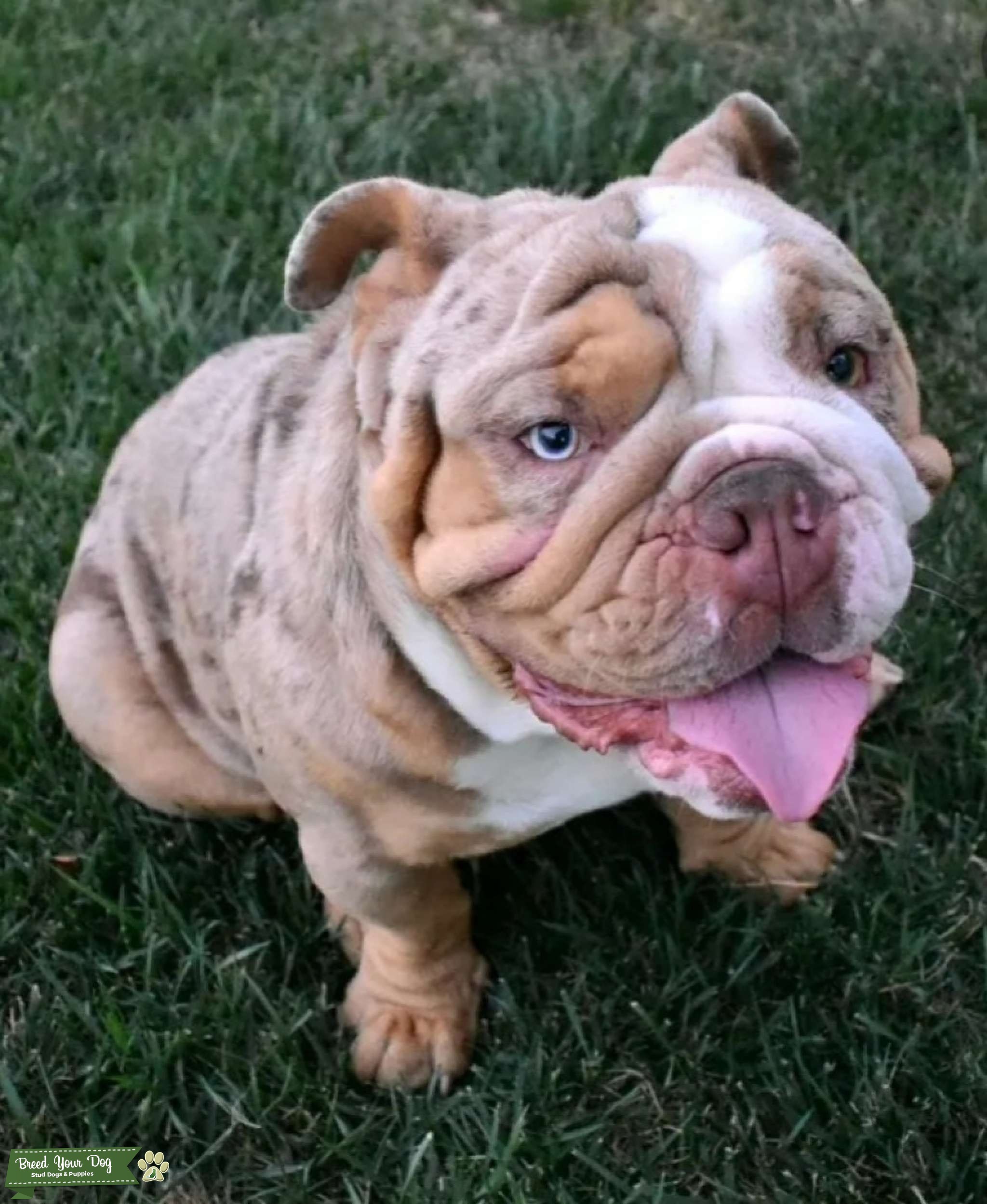 Stud service - Stud Dog in CA, the United States | Breed Your Dog