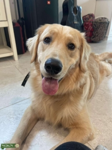 AKC Male Golden Retriever Listing Image