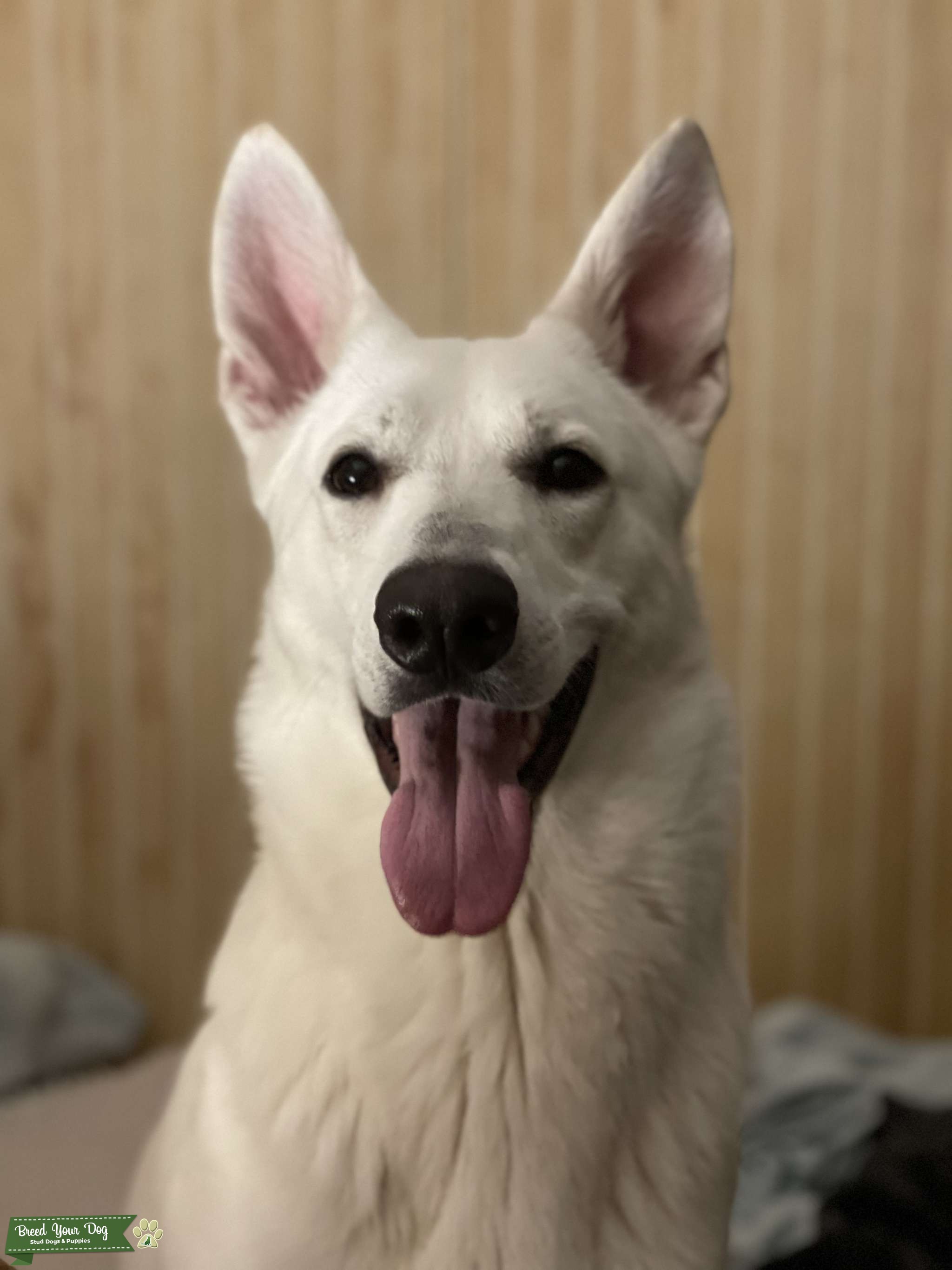 White Full Blooded German Shepherd Stud Dog in Tennessee , the United