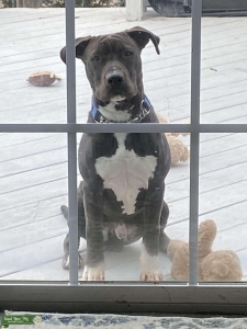 Male Staffordshire Terrier for Stud Listing Image