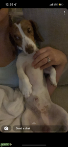 Dachshund AKC Stud Listing Image